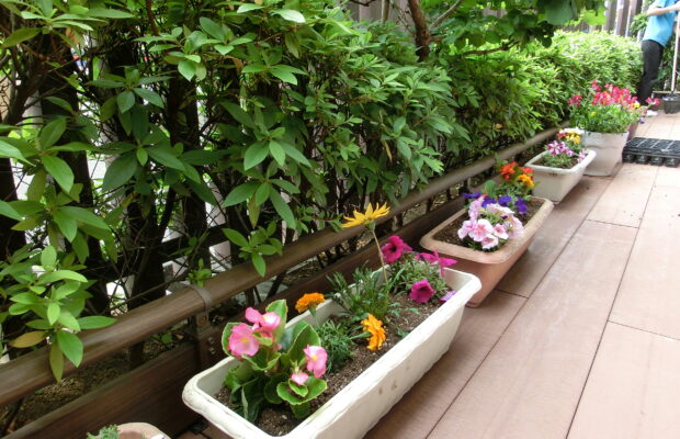 🌷ガーデニング🌷